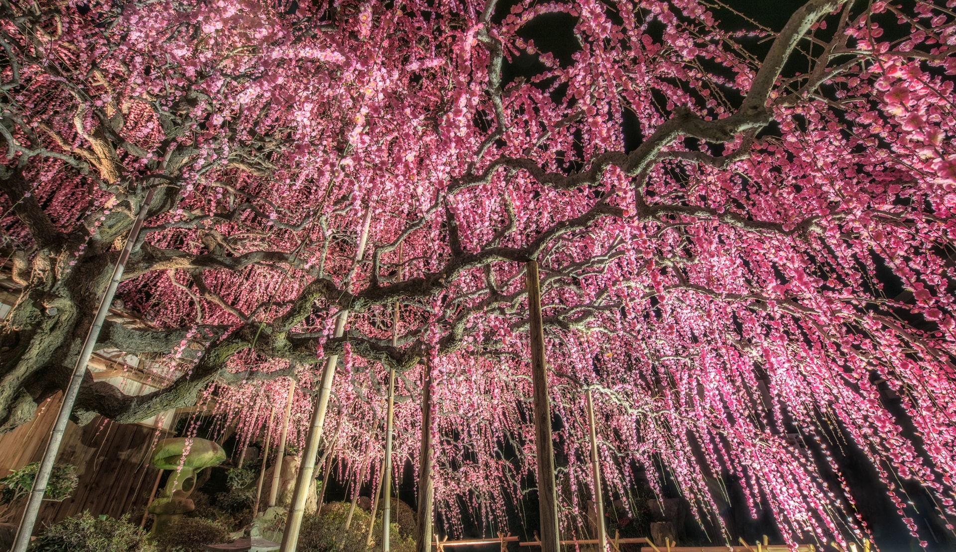 八木のしだれ梅