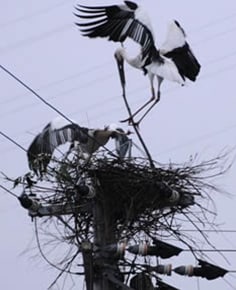 電柱に作られたコウノトリの巣