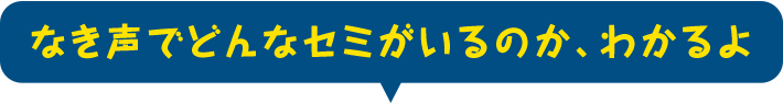 なき声でどんなセミがいるのか、わかるよ