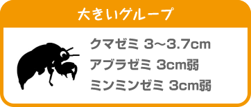 大きいグループ クマゼミ 3～3.7cm アブラゼミ 3cm弱 ミンミンゼミ 3cm弱