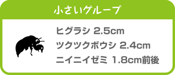 小さいグループ ヒグラシ 2.5cm ツクツクボウシ 2.4cm ニイニイゼミ 1.8cm前後