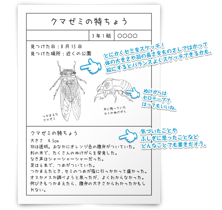 とにかくセミをスケッチ！ 体の大きさや羽根の長さをものさしではかって絵にするとバランスよくスケッチできるかも。 ぬけがらはセロテープではってもいいね。 気づいたことやふしぎに思ったことなどどんなことでも書きだそう。