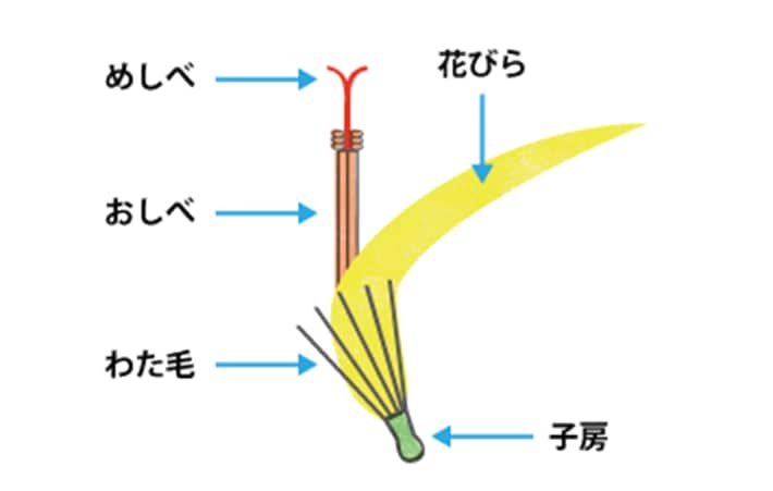 公園や道ばたでよく見かける植物たち 自然と共生する世界 For キッズ 知る 楽しむ 関西電力