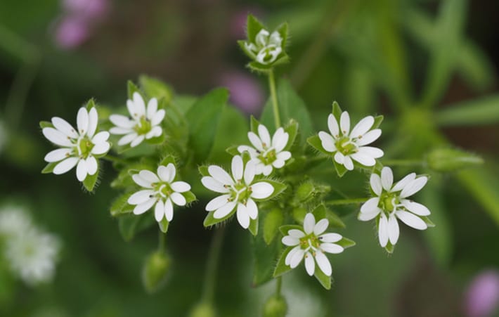 公園や道ばたでよく見かける植物たち 自然と共生する世界 For キッズ 知る 楽しむ 関西電力