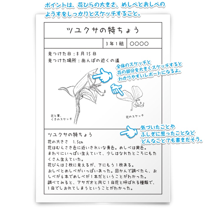 ポイントは、花びらの大きさ、めしべとおしべのようすをしっかりとスケッチすること。 全体のスケッチと花の部分を大きくスケッチするとわかりやすいレポートになるよ。 気づいたことやふしぎに思ったことなどどんなことでも書きだそう。