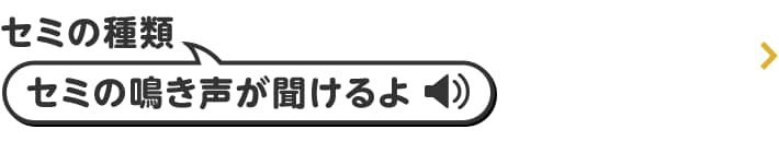 セミの種類 セミの鳴き声が聞けるよ