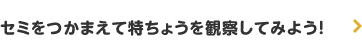 セミをつかまえて特ちょうを観察してみよう！