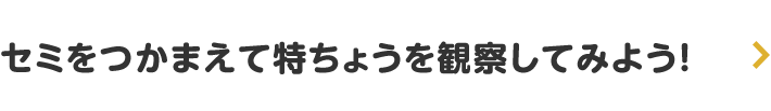 セミをつかまえて特ちょうを観察してみよう！