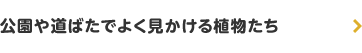 公園や道ばたでよく見かける植物たち