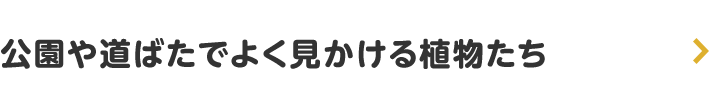 公園や道ばたでよく見かける植物たち