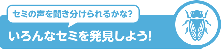 セミの声を聞き分けられるかな？ いろんなセミを発見しよう！