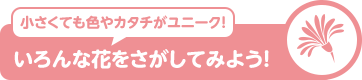 小さくても色やカタチがユニーク！ いろんな花をさがしてみよう！