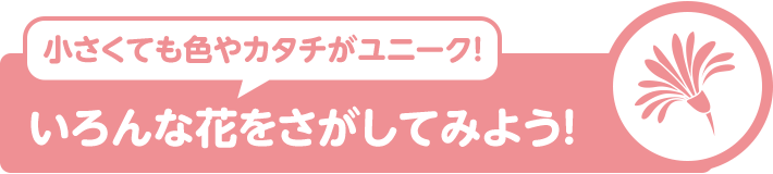 小さくても色やカタチがユニーク！ いろんな花をさがしてみよう！