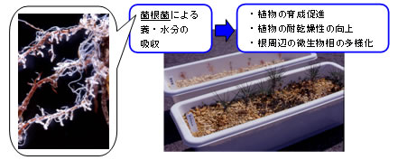 樹勢回復技術のイメージ