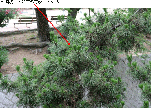 菌根菌技術により樹勢を回復しつつあるクロマツ（使用１年後）