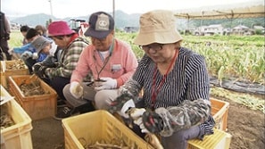 上志比にんにく生産技術研究会