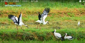  「コウノトリの郷づくり推進会」（小浜市）