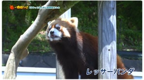 「ZooっとNet⻄⼭動物園友の会」（鯖江市）