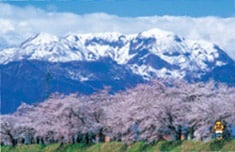 勝山弁天桜