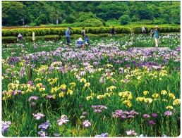 あわら北潟湖畔花菖蒲園