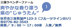 三国ラベンダーファーム 爽やかな香り漂う紫の“じゅうたん” 坂井市三国町加戸123-3（フルーツライン沿い）TEL0776-82-3543 開園／9時から17時頃 入園／無料