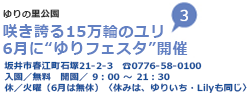 ゆりの里公園 咲き誇る15万輪のユリ 6月に“ゆりフェスタ”開催 坂井市春江町石塚21-2-3 TEL0776-58-0100 入園／無料 開園／9時から21時30分 休／火曜（6月は無休）〈休みは、ゆりいち・Lilyも同じ〉