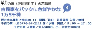 千古の家（坪川家住宅）の花菖蒲 古民家をバックに色鮮やかな1万5千株 坂井市丸岡町上竹田30-11 開園／終日 花菖蒲園 入園／無料 千古の家（TEL0776-67-2111 休／水曜、開館／9時から17時 千古の家 入館料／大人500円、小・中学生300円）