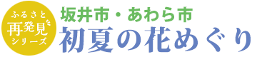 坂井市・あわら市 初夏の花めぐり