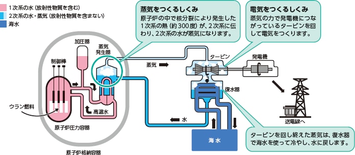 蒸気をつくるしくみ 原子炉の中で核分裂により発生した1次系の熱（約300度）が、2次系に伝わり、2次系の水が蒸気になります。　電気をつくるしくみ 蒸気の力で発電機につながっているタービンを回して電気をつくります。　タービンを回し終えた蒸気は、復水器で海水を使って冷やし、水に戻します。