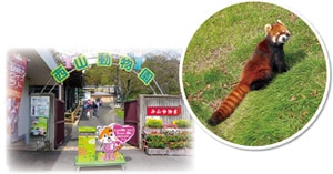 レッサーパンダリスザルなど12種類の動物が飼育されている西山動物園（入園無料）