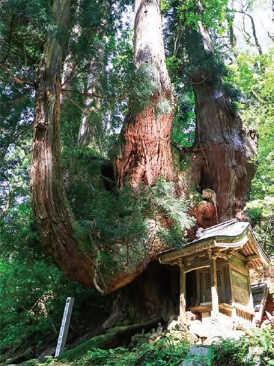 主幹から5本の幹が分かれて伸びる巨大な岩屋の大杉。根元には祠と石仏が祀られている。