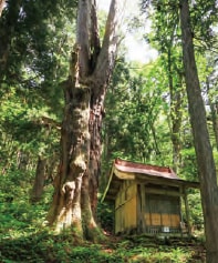 岩屋の大杉から遊歩道を登った山腹に、直立してそびえる「飯盛杉（いいもりすぎ）」（幹回り7m、樹高35m）。