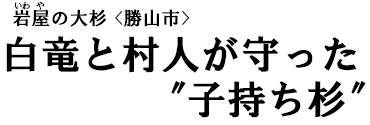 岩屋（いわや）の大杉〈勝山市〉　白竜と村人が守った〝子持ち杉〞