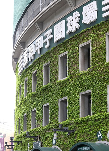 甲子園名物のツタはヒートアイランド現象の緩和や空調効率の改善につながる