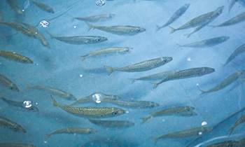 高水温耐性を持つマサバ