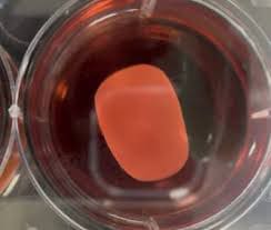 iPS細胞から作った心筋シート 提供：クオリプス