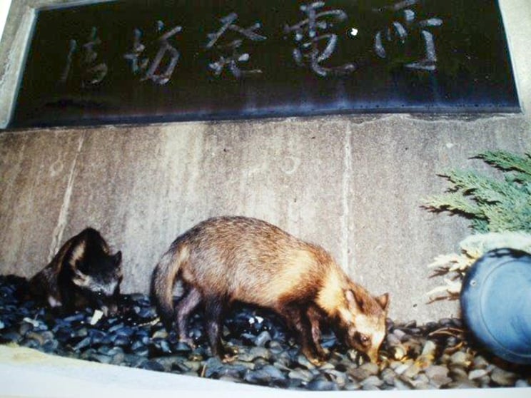 自然豊かな人工島