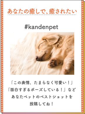 ペットのベストショットを狙え！部門 #kandenpet 「この表情、たまらなく可愛い！」「面白すぎるポーズしている！」などあなたペットのベストショットを投稿してね！