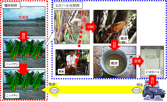 図 植林技術とエタノール化技術