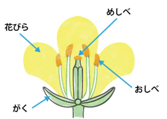 花のつくり 花の4要素 両性花と単性花 花びらの枚数 中学受験 塾なし の勉強法