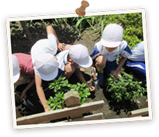 神戸市立なぎさ小学校の皆さんと植樹しました（3年生119名）