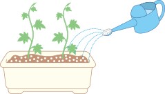 グリーンカーテンの作り方 環境への取組み Csr 環境 関西電力 グリーンカーテンの作り方 環境への取組み Csr 環境 関西電力