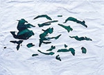 清流を泳ぐ