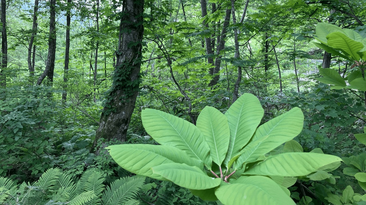 生物多様性への対応
