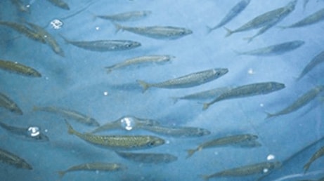 福井県嶺南地域における水産事業