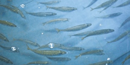 福井県嶺南地域における水産事業の共同研究開始