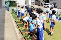 小学校でのグリーンカーテン活動